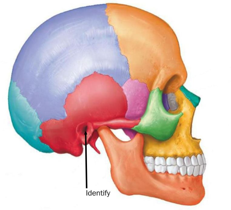 <p>external acoustic meatus</p>