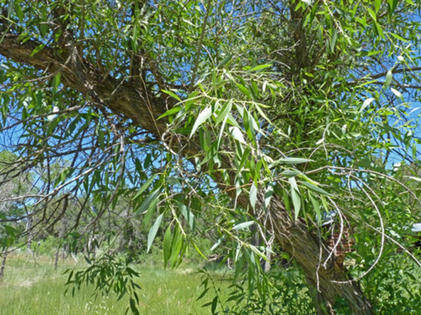 <p>Salicaceae Salix amygdaloides</p>