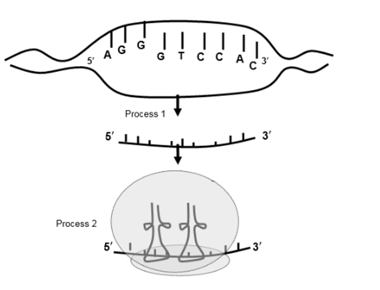 <p>If the bottom strand of the DNA shown above is the template, the tRNA anticodon sequence for the first RNA codon, left to right or 5′ to 3′, is:</p><p>a. GGA.</p><p>b. UCC.</p><p>c. CAC.</p><p>d. CCU.</p><p>e. AUG.</p>