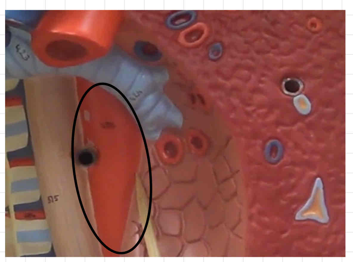 <p>what is this? (torso model)</p>