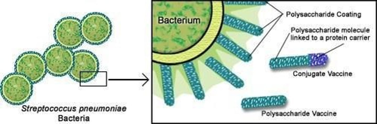 <p>made from molecules in pathogen’s capsule; not very immunogenic</p>