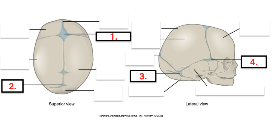 <p>Fontanels of Fetal Skull</p>