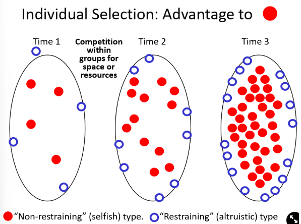 <ul><li><p>red individuals→ non-restraining, selfish, reproduce as fast as possible</p></li><li><p>blue individuals→ restraining, altruistic, defend, reproduce slower</p><p><strong>→ individual selection favours red individuals, red outnumbers the blue, red pass on the selfish gene, spreads through the population</strong></p></li></ul>