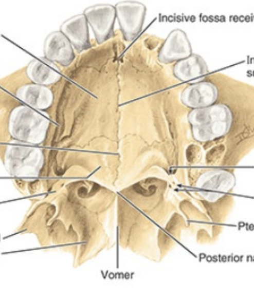 <p>Identify the following features of the hard palate:</p><p>incisive fossa</p><p>intermaxillary suture</p><p>greater palatine foramina </p><p>lesser palatine foramina</p>