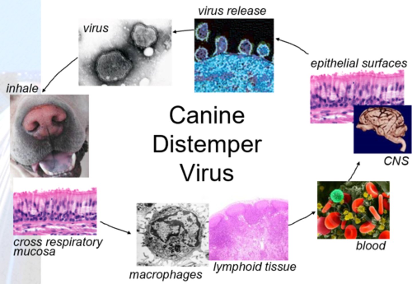 <p>Canine distemper virus.</p>