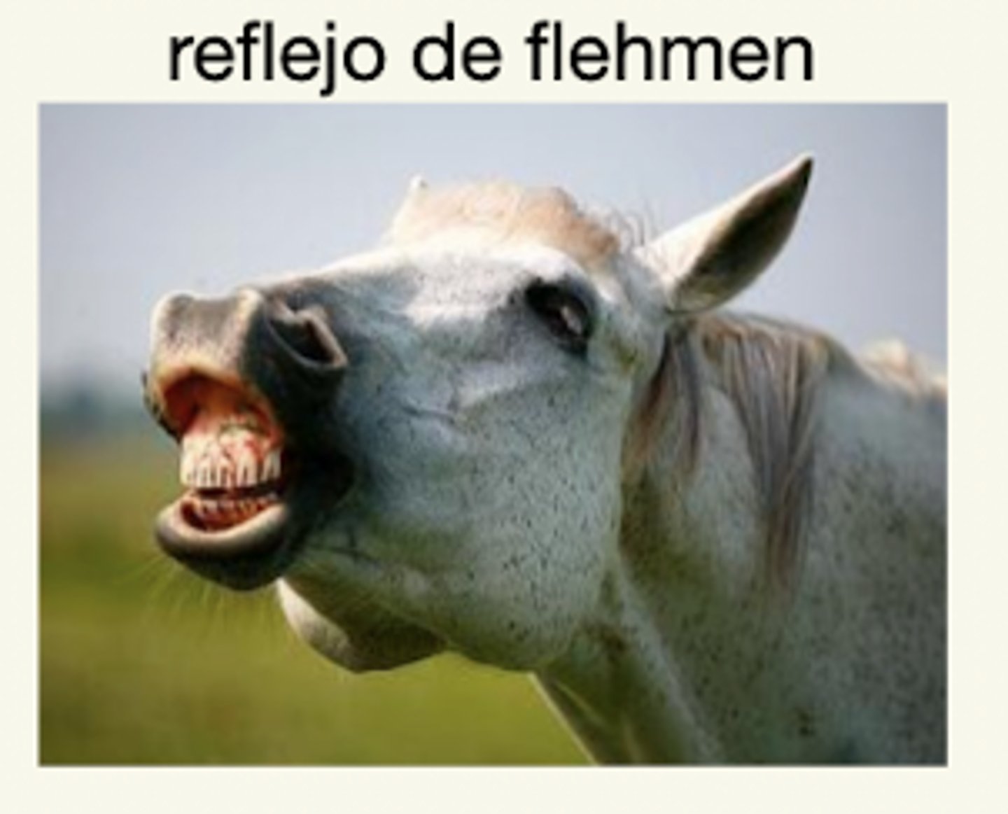 <p>- cólico leve-moderado</p><p>- bruxismo- rechinar de dientes</p><p>- ↓ peso (pq es crónico)</p><p>- ↓ rendimiento deportivo</p><p>- inapetancia</p><p>- reflejo de flehmen</p><p>- mala condición corporal</p><p>- cambios de actitud</p>