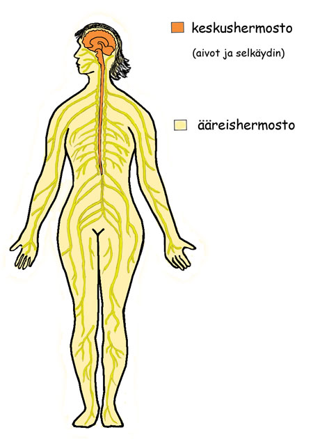 keskus- ja ääreishermosto