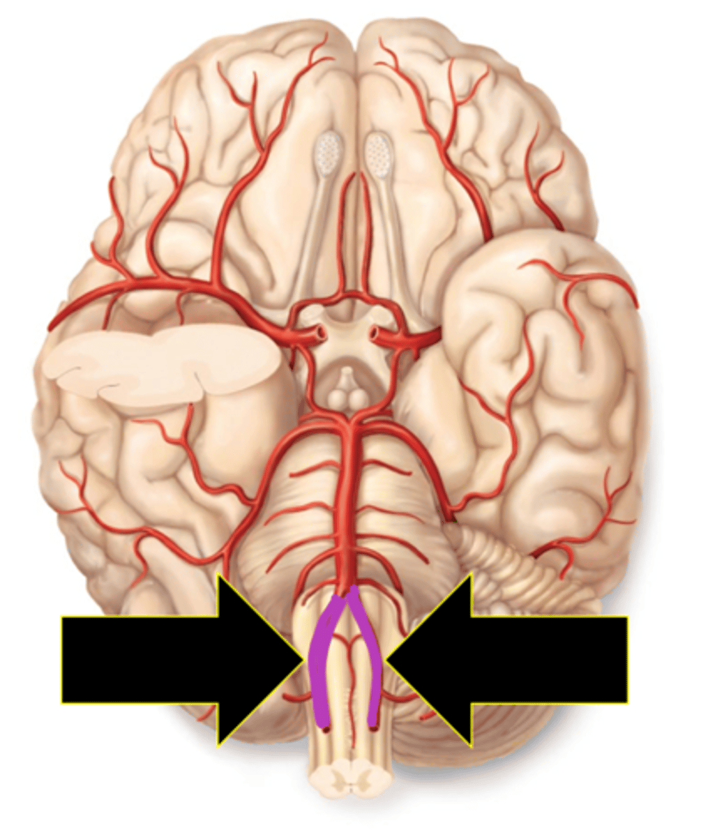 <p>Name the red vessel.</p>