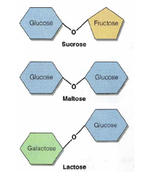 <p>sucrose (gl+fr), maltose(gl+gl), lactose(gl+ga)</p>