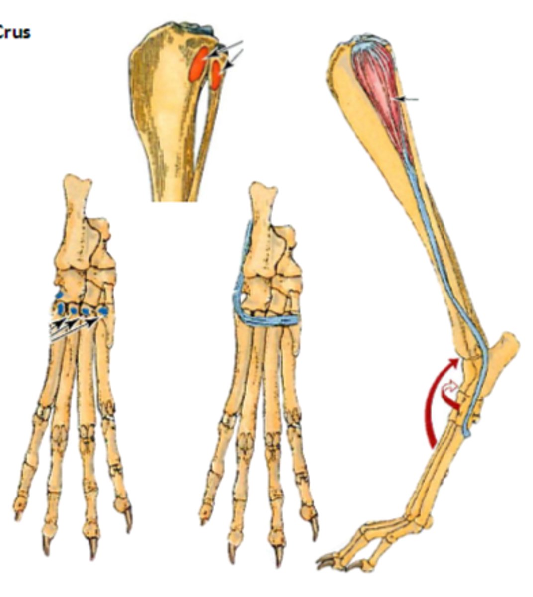 <p>Insertion of fibularis longus</p>