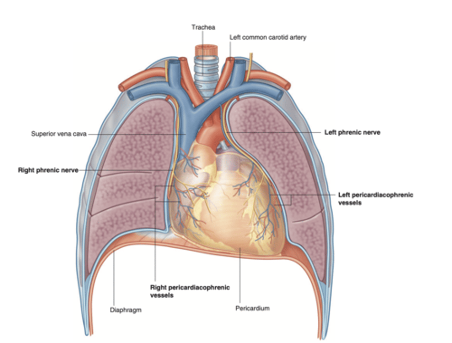 <p>The heart is located in the middle mediastinum, surrounded by the pericardium.</p>