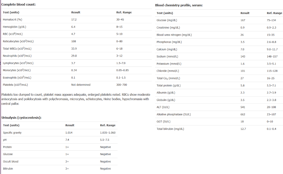 <p>Which of these lab diagnoses is most important in guiding treatment in this patient? What other tests should you do?</p>