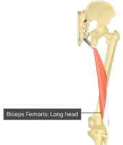 **O:** ischial tuberocity

**I:** head of fibular