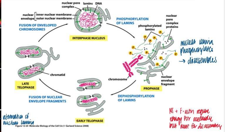 <p>phosphorylation induces nuclear lamina disassembly, which is necessary for nuclear envelope breakdown </p><ul><li><p>MT and F-actin require energy for assembly, but none for disassembly </p></li></ul><p></p>