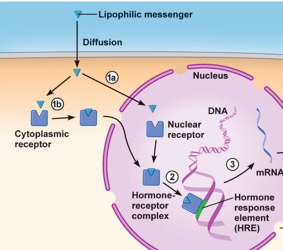 <p>•    Formation d’un complexe hormone-récepteur<br />
    •   Translocation du complexe dans le noyau (si récepteur cytoplasmique)<br />
    •   Se fixe sur des éléments de réponse hormonale (HRE) sur l’ADN<br />
    •   Active la transcription de gènes spécifiques</p>