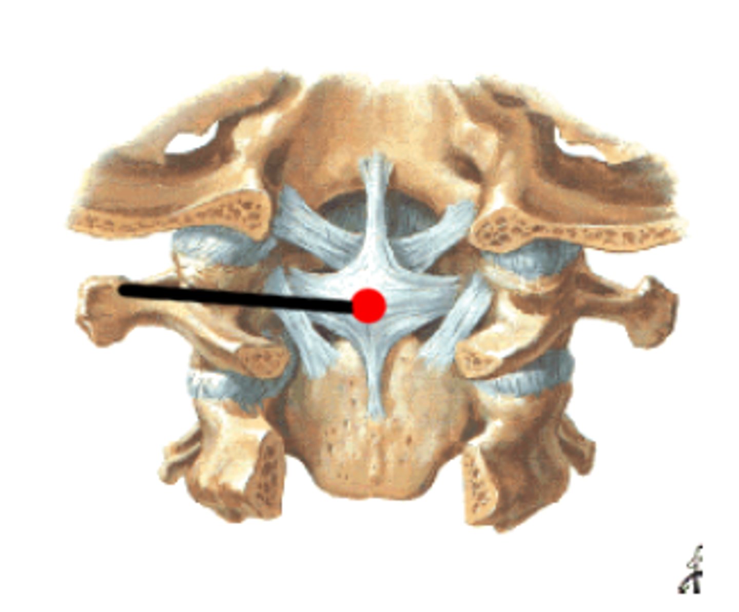 <p>transverse portion anchors to lateral margins of the vertebral canal of C1, touching posterior dens of C2, superior and inferior portions anchor to the anterior rim of the foramen magnum and posterior rim of the dens of C2 - important in counteracting anterior translation of C1 relative to C2</p>