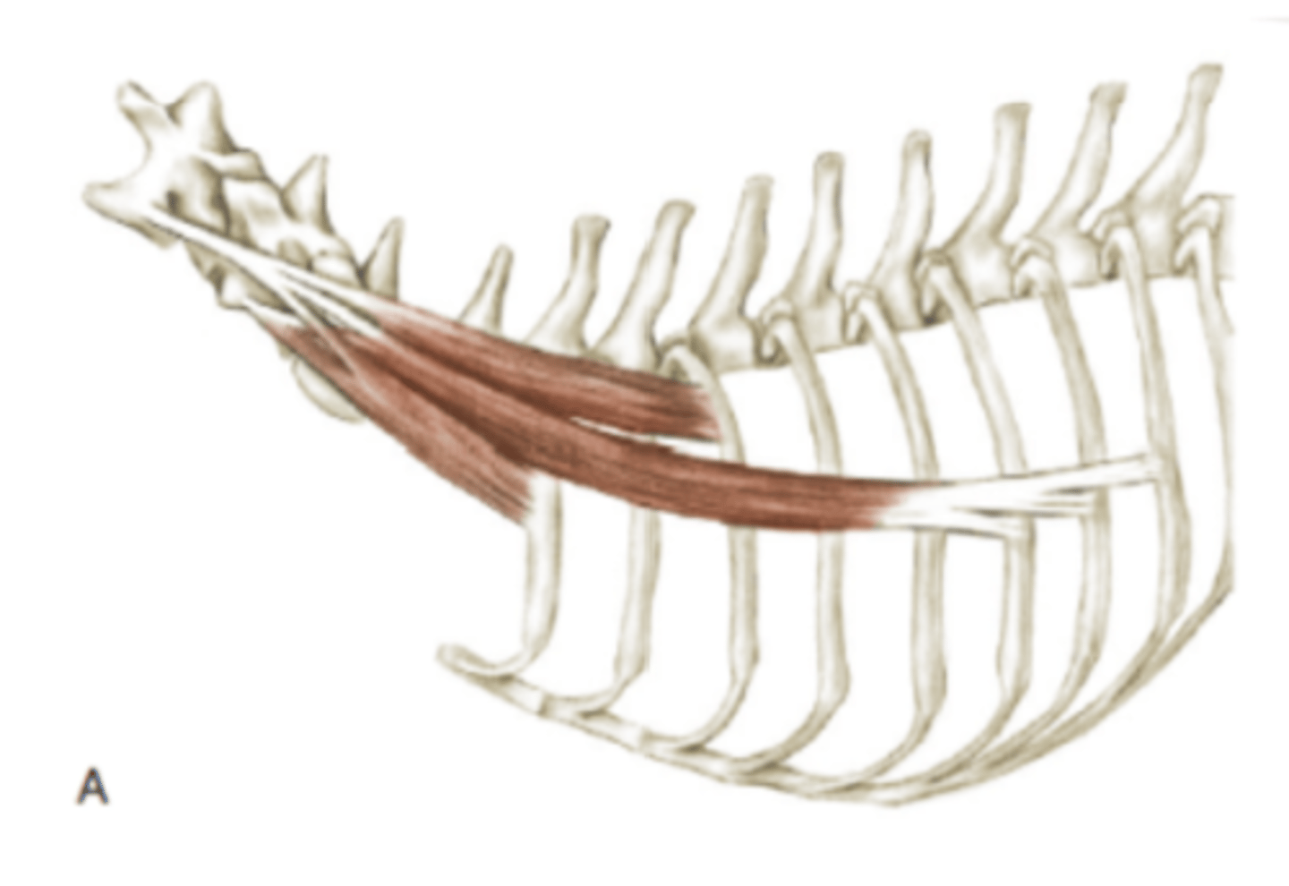 <p><span class="bgP">Innervate :</span>   cervical and thoracic spinal nerves</p><p><span class="bgP">function</span> : fixation and lateral mov of the neck help inspiration process</p><p><span class="bgP">where :</span> from ribs to cervical </p>