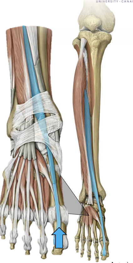 <p>Anterior leg — Extensor hallucis longus</p>