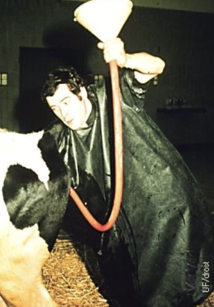 <p>wiffle ball bat as a probang</p><p>infuse large amount of water (3 gallons) + povidone iodine intrauterine to straighten out and prevent intussusception</p><p>then give 20 IU oxytocin q30minutes x 3</p><p>give 23% calcium gluconate if needed ± antibiotics </p>