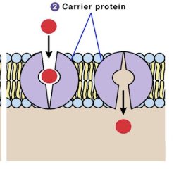<ul><li><p>integral proteins that transport chemicals across the plasma membrane to both up or down concentration gradient via active transport&nbsp;</p></li><li><p>bind on end, conformational (shape) change, and release</p></li></ul><p></p>