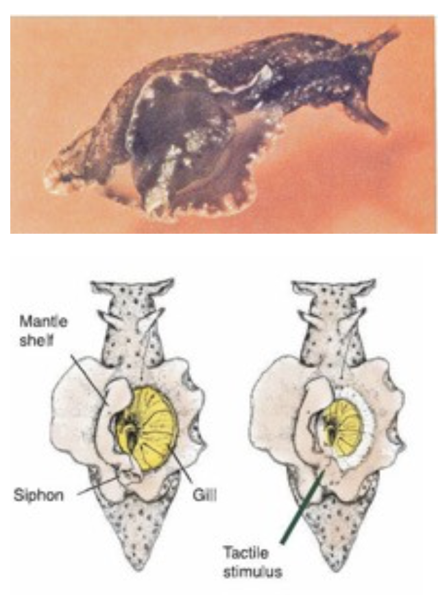 <p><strong>habituation</strong></p>