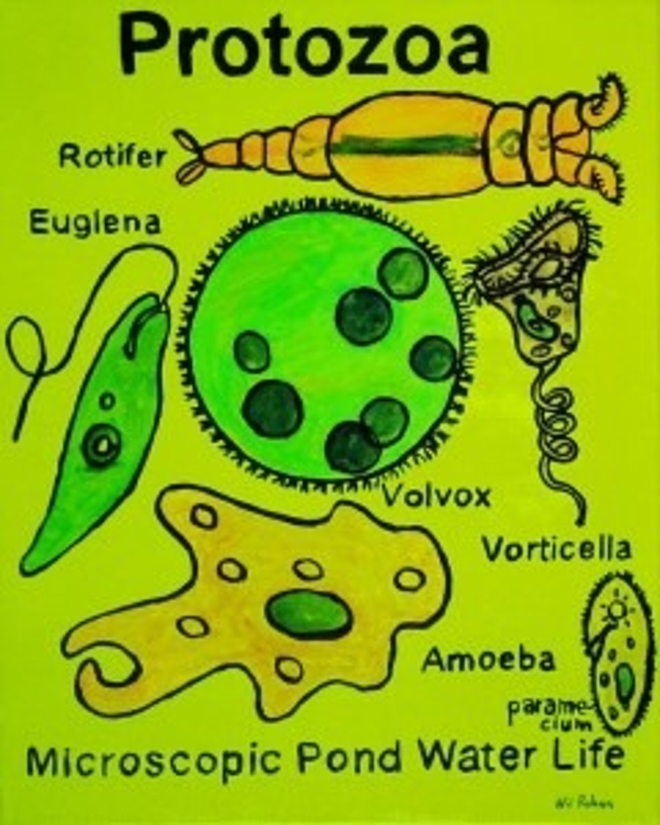 <p>False. Protozoa are single-celled organisms that share many characteristics with animals, but are considered protists.</p>