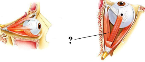 <p><span><span>Identify the indicated structure.</span></span></p>