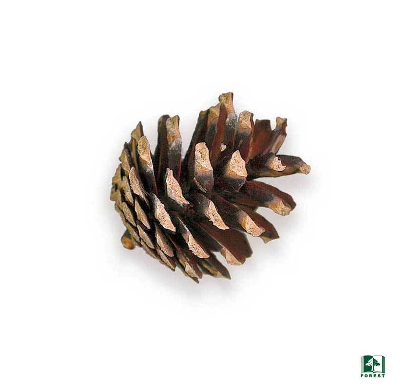 <p>Pinus sylvestris</p>