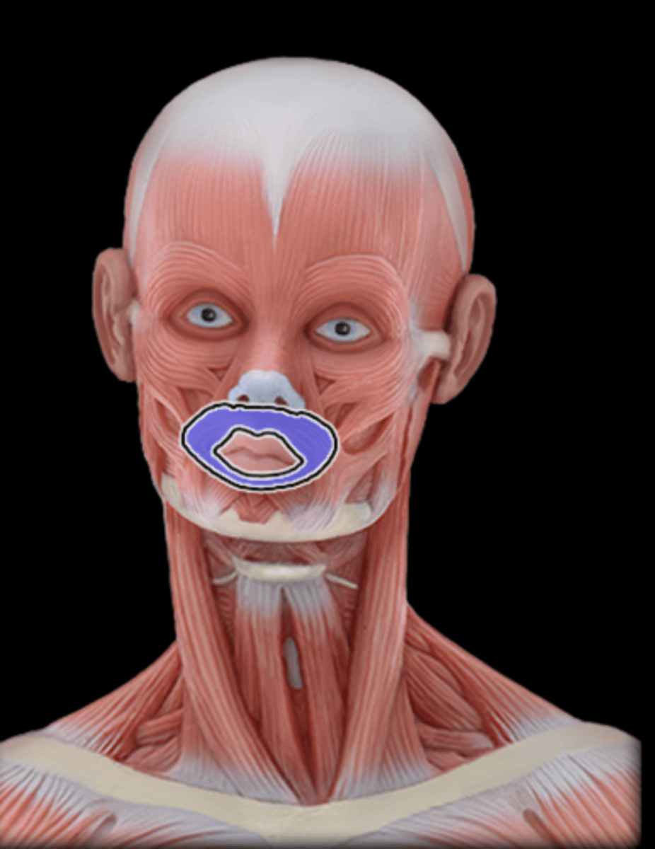 <p>What Muscle Is Highlighted?</p>