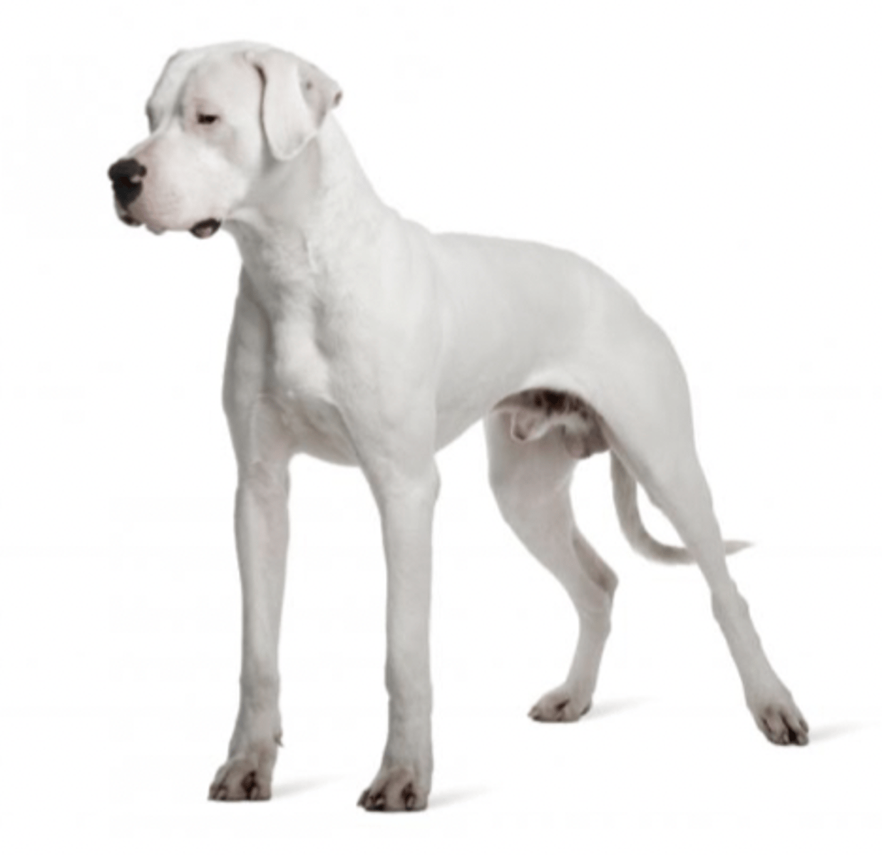 <p>FCI - 2 , large all white, should have cropped ears</p>
