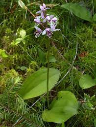 Round-leaved orchid