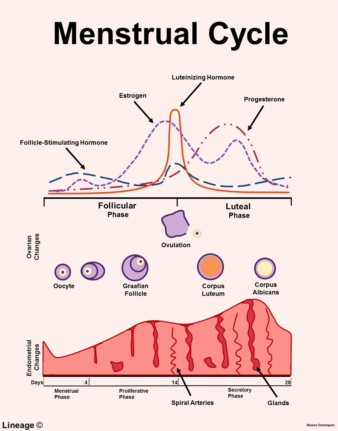 <p>5-7 days after ovulation during the luteal phase</p>