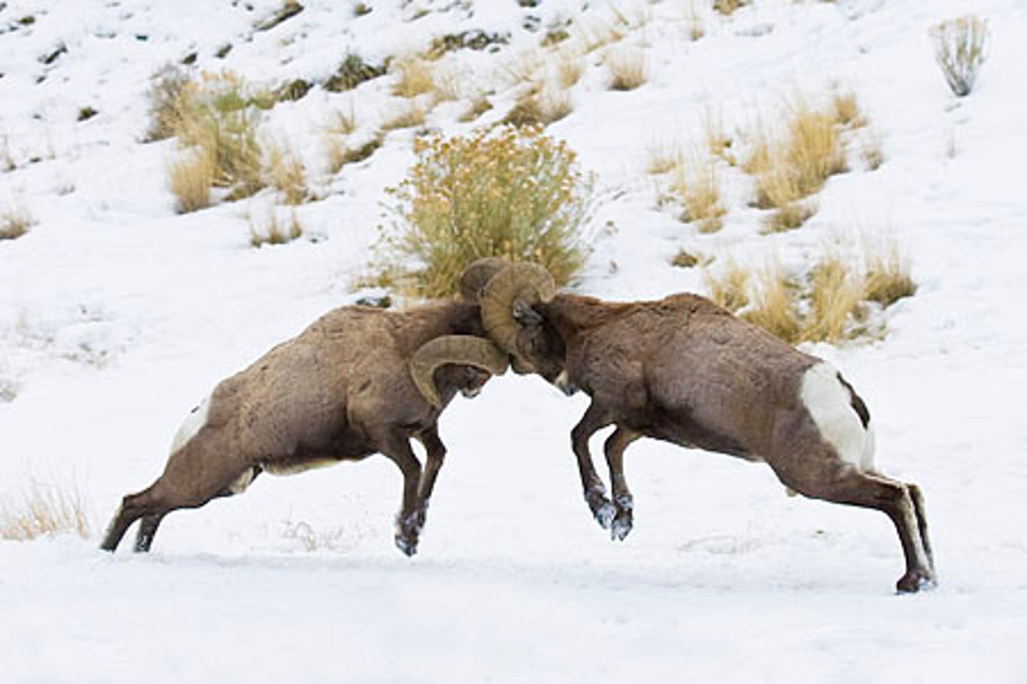 <p>Competition between living things to survive.</p>