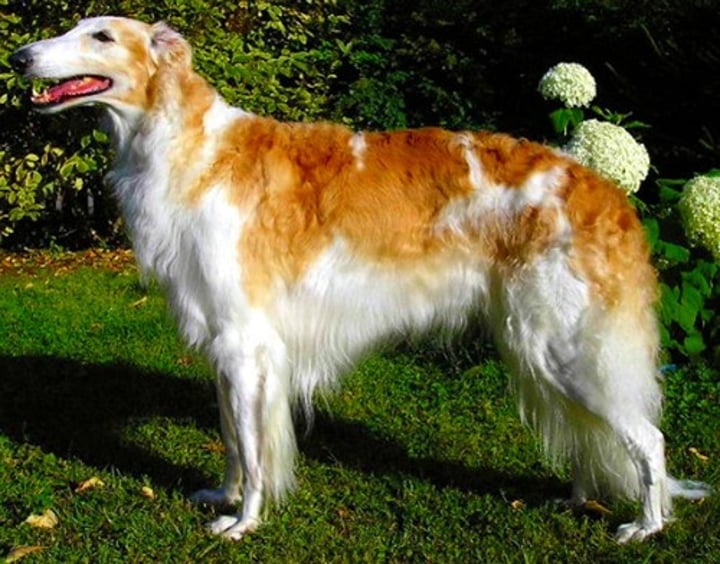 <p>- Hound group<br>- Large (60-105 lbs)<br>- Long-haired</p>