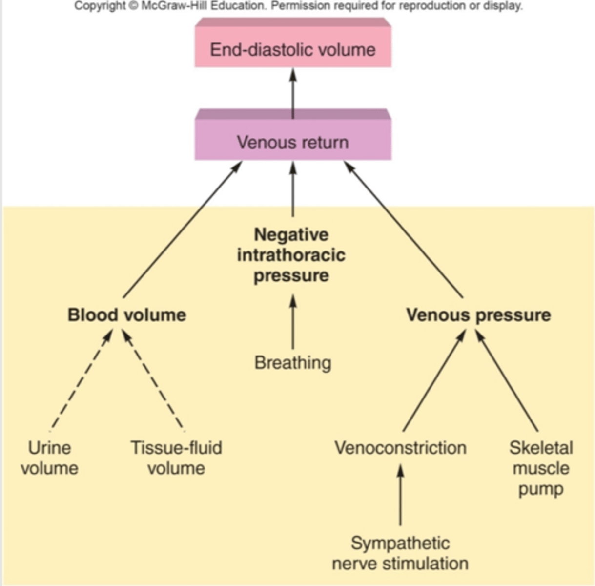 <p>the amount of blood returned to the heart, determines preload</p>