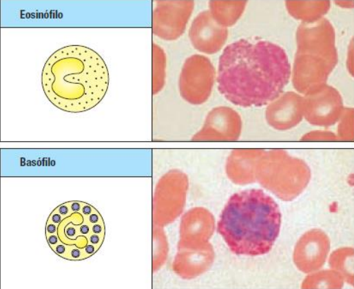 <p>funciones de los basófilos y eosinófilos</p>