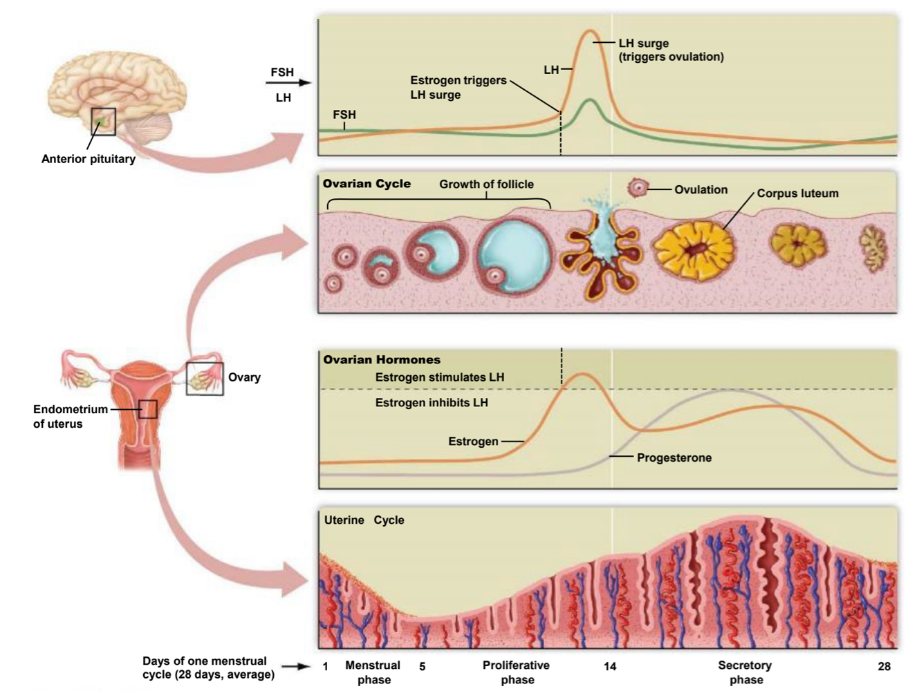 <p>secretory (luteal) phase </p>