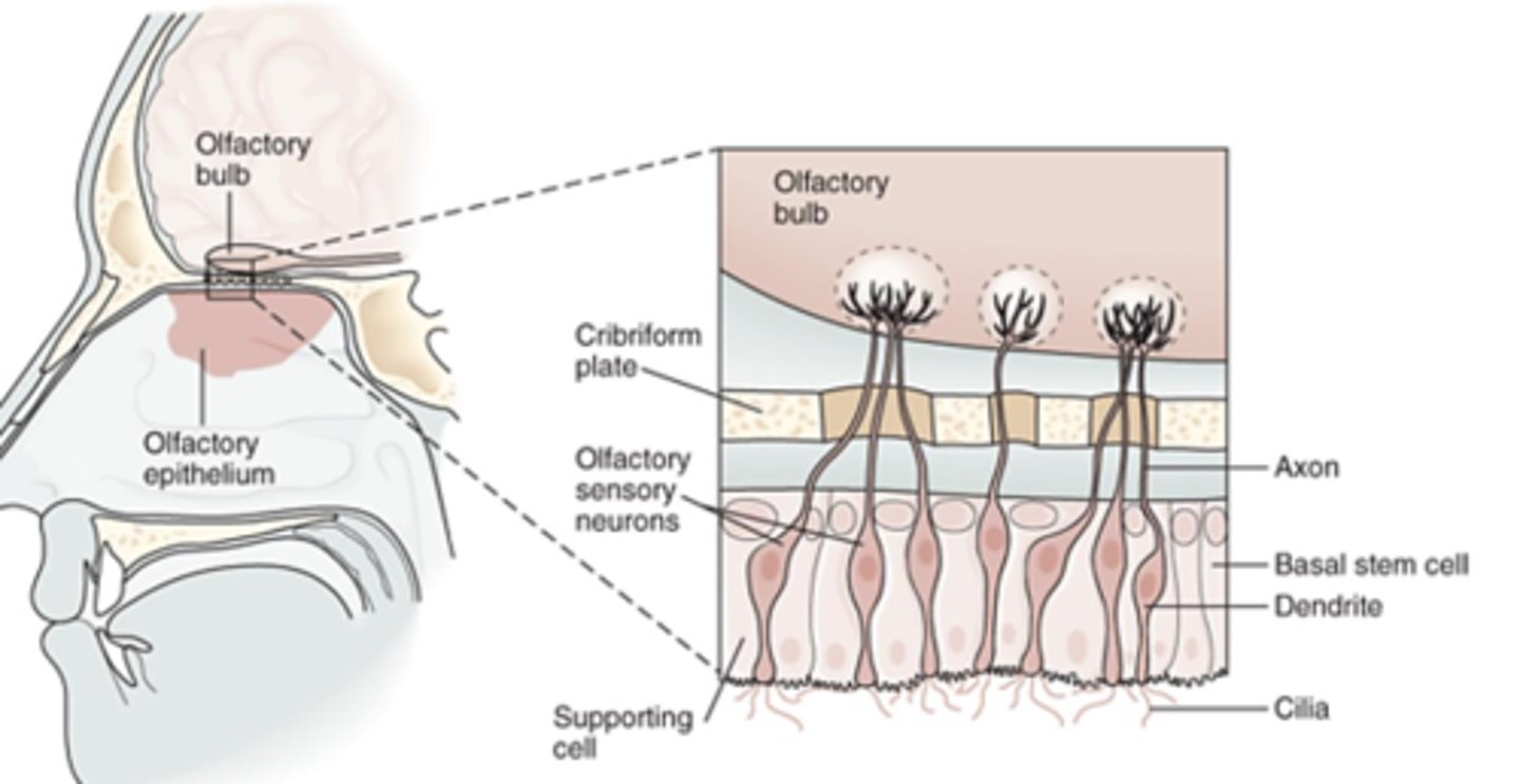 <p>- Travel in olfactory tract</p><p>- Reach olfactory processing centers</p>