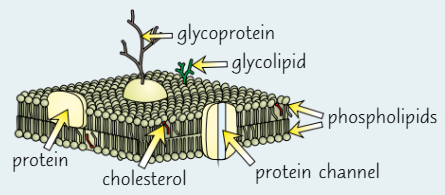 <ul><li><p><strong>Phospholipid molecules</strong> form continuous, double layer (<strong>bilayer</strong>)</p></li><li><p>Bilayer is ‘<strong>fluid</strong>’ because phospholipids are <strong>constantly moving</strong></p></li><li><p><strong>Cholesterol</strong> molecules are in bilayer</p></li><li><p><strong>Proteins</strong> scattered through bilayer, like tiles in mosaic</p></li><li><p>Contains some <strong>glycoproteins</strong></p></li><li><p>Some lipids have <strong>polysaccharide</strong> <strong>chain</strong> attached - <strong>glycolipids</strong></p></li></ul><p></p>