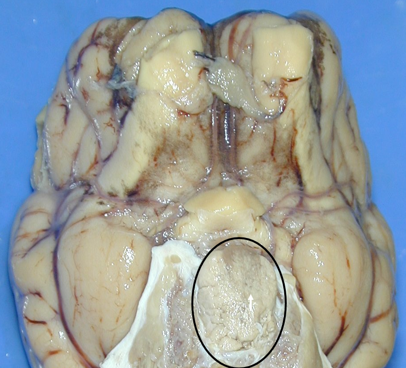 <p>pituitary gland</p>