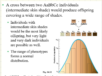 <ul><li><p><span>Vary in a population along a continuum, a way of • evolution to ensure that every trait that is extremely important to your survival are determined by many genes</span></p></li><li><p><span>Due to polygenic inheritance, the additive effects of • two or more genes on a single phenotypic character</span></p><ul><li><p><span>EX. Skin color in humans is controlled by at least • three different genes, height, weight, IQ etc</span></p></li></ul></li><li><p><span>Every dominant gene adds more brown to your skin. Extreme white is recessive and darkest all dominant.</span></p></li><li><p><span>Height in humans:</span></p><ul><li><p><span>Minimum height to be normal = 120 cm</span></p></li><li><p><span>Every dominant gene adds 10cm (4 inches) to the minimum height.</span></p></li><li><p><span>EX. AABBCCDD, means 80 cm plus 120 cm means 200 cm</span></p></li></ul></li><li><p><span>Phenotype depends on environment and genes (EX. Genes to be tall but needs enough food to for up)</span></p><ul><li><p><span>Phenotypic plasticity: same genes but two</span></p><p><span>different phenotypes with differing</span></p><p><span>environmental conditions</span></p></li><li><p><span>IQ values: gene plus environment (access</span></p><p><span>to education and food)</span></p></li></ul></li></ul>