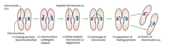 <p>what reproduction is this</p>