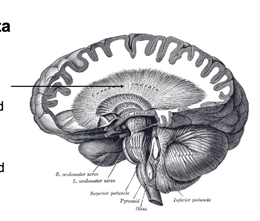 <p><span style="color: rgb(0, 0, 0);"><span>Made of: projection fibers - myelinated nerve fibers or tracts allowing communication to and from the cortex with other areas of the CNS<br>• Contains afferent and efferent pathways</span></span></p>