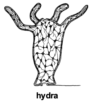 <p>Symmetry about a central axis</p>