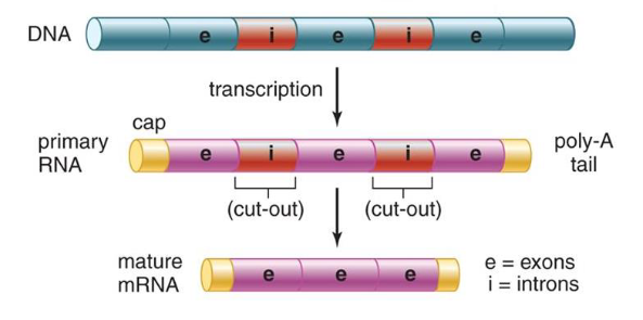 <p>contains instructions for making proteins, following transcription mRNA molecules are processed, ready for translation</p><p></p>