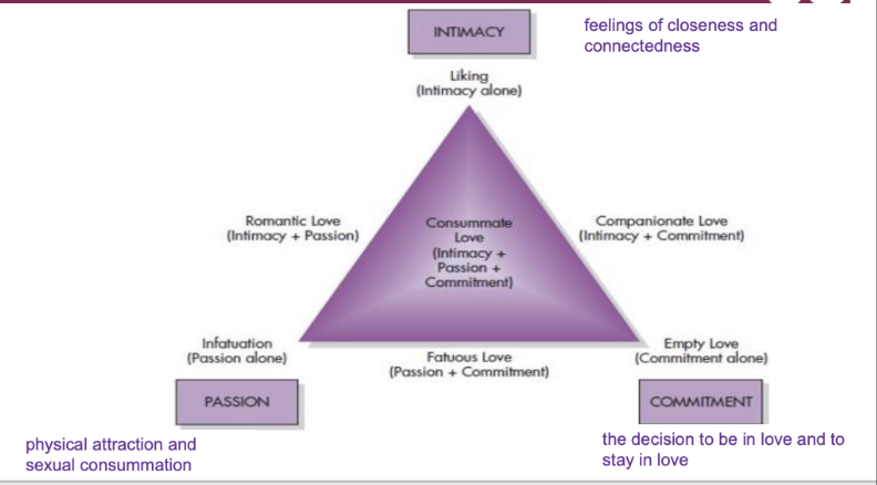 <p>Defines love using three components, creating seven subtypes.: </p><ol><li><p>intimacy (closeness)</p></li><li><p>passion (sexual attraction)</p></li><li><p>commitment (decision to stay)</p></li></ol><p></p><p><span style="line-height: 22.0875px;"><span>These create </span><strong><span>7 subtypes</span></strong><span>: </span></span></p><ul><li><p class="Paragraph SCXW110102910 BCX8" style="text-align: left;"><span style="line-height: 22.0875px;"><span>Liking = intimacy only </span></span></p></li></ul><ul><li><p class="Paragraph SCXW110102910 BCX8" style="text-align: left;"><span style="line-height: 22.0875px;"><span>Infatuation = passion only </span></span></p></li></ul><ul><li><p class="Paragraph SCXW110102910 BCX8" style="text-align: left;"><span style="line-height: 22.0875px;"><span>Empty love = commitment only </span></span></p></li></ul><ul><li><p class="Paragraph SCXW110102910 BCX8" style="text-align: left;"><span style="line-height: 22.0875px;"><span>Romantic love = intimacy + passion </span></span></p></li></ul><ul><li><p class="Paragraph SCXW110102910 BCX8" style="text-align: left;"><span style="line-height: 22.0875px;"><span>Companionate love = intimacy + commitment </span></span></p></li></ul><ul><li><p class="Paragraph SCXW110102910 BCX8" style="text-align: left;"><span style="line-height: 22.0875px;"><span>Fatuous love = passion + commitment </span></span></p></li></ul><ul><li><p class="Paragraph SCXW110102910 BCX8" style="text-align: left;"><span style="line-height: 22.0875px;"><span>Consummate love = intimacy + passion + commitment</span></span></p></li></ul><p class="Paragraph SCXW110102910 BCX8" style="text-align: left;"></p><p class="Paragraph SCXW110102910 BCX8" style="text-align: left;"></p><p></p>