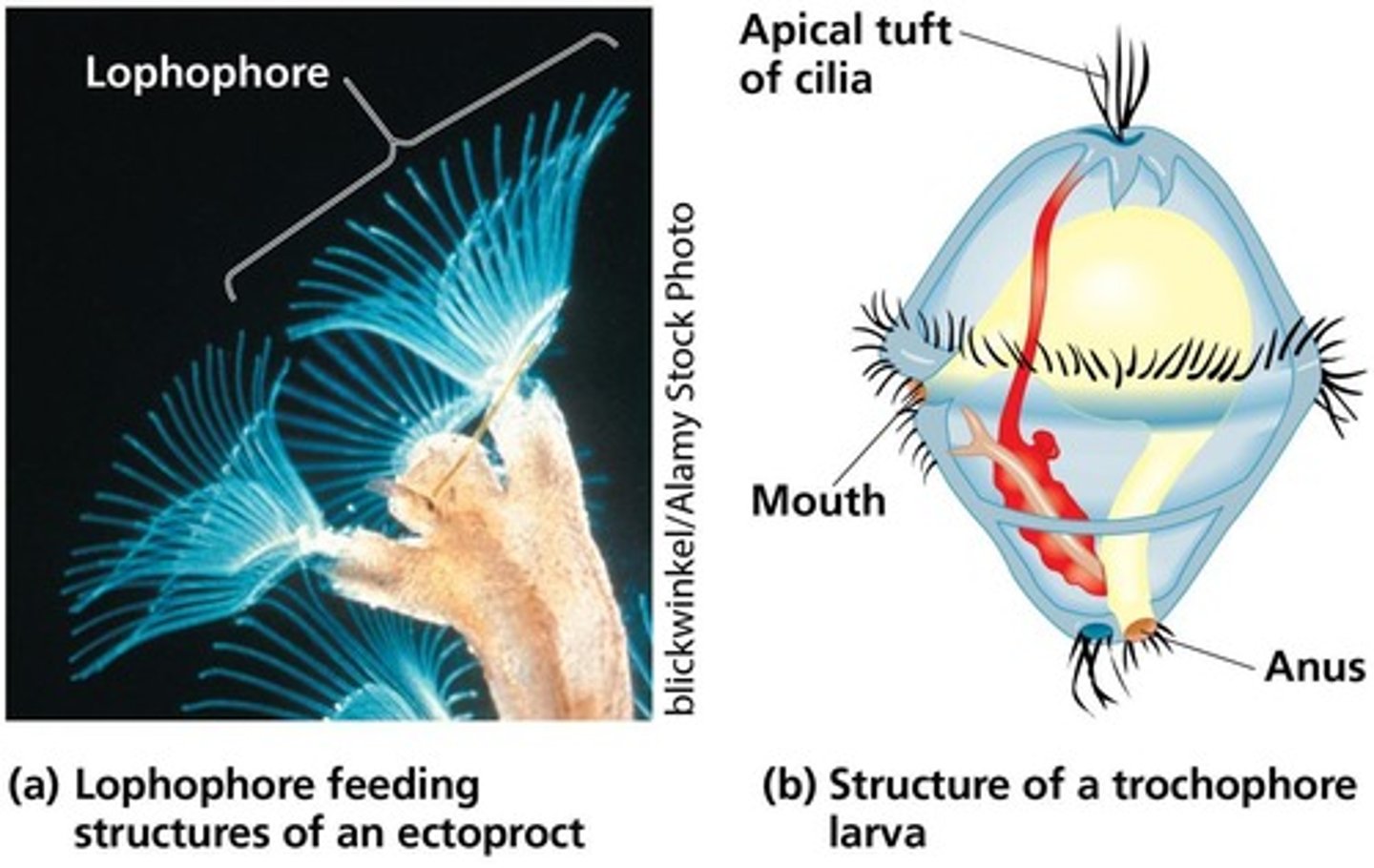 <p>It is a feeding structure that helps in capturing food particles.</p>