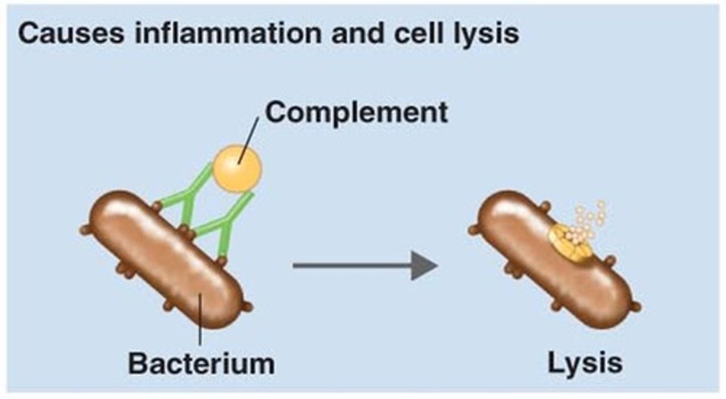<p>help with flagging and then targeting bacteria<br>helps with lysis the bacteria<br>produced by the liver</p>