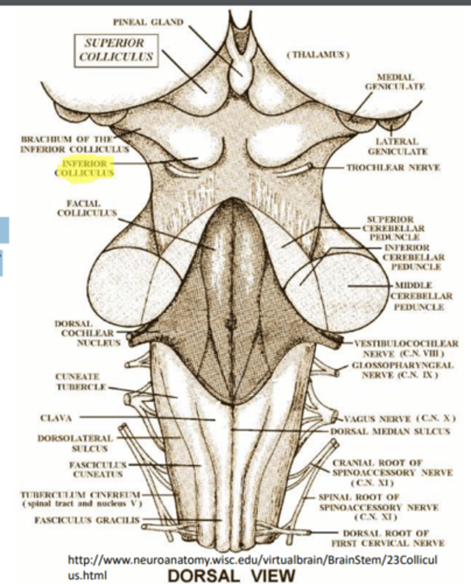 <p>= galvas pagriešana spēcīgas SKAŅAS kairinātajā virzienā.</p><p>- Centrs - apakšējais uzkalniņš (inferior colliculus).</p>
