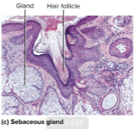 <p>Sebaceous glands</p>